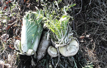 daikon.gif